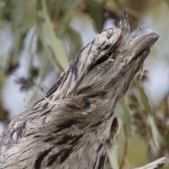 Podargus strigoides at Michelago, NSW - 14 Jan 2013