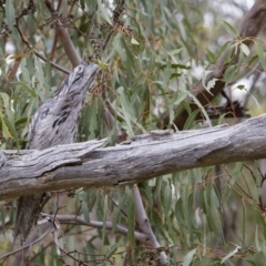 Podargus strigoides at Michelago, NSW - 14 Jan 2013