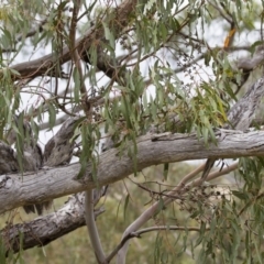 Podargus strigoides at Michelago, NSW - 14 Jan 2013