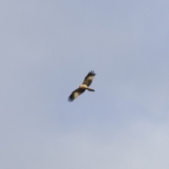 Haliastur sphenurus (Whistling Kite) at Michelago, NSW - 4 Jun 2014 by Illilanga