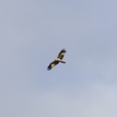 Haliastur sphenurus (Whistling Kite) at Illilanga & Baroona - 4 Jun 2014 by Illilanga