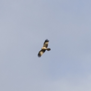 Haliastur sphenurus at Michelago, NSW - 4 Jun 2014 03:34 PM