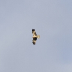 Haliastur sphenurus at Michelago, NSW - 4 Jun 2014 03:34 PM