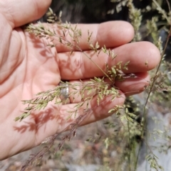 Poa helmsii at Tennent, ACT - 22 Dec 2017