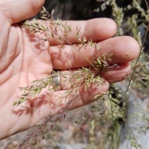 Poa helmsii at Tennent, ACT - 22 Dec 2017