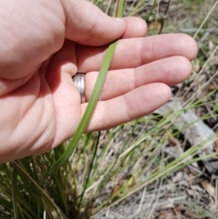 Poa helmsii at Tennent, ACT - 22 Dec 2017