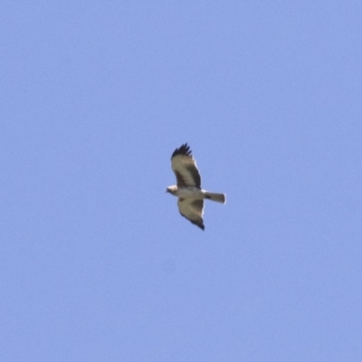 Hieraaetus morphnoides (Little Eagle) by Illilanga
