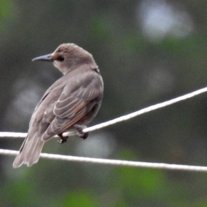 Sturnus vulgaris at Molonglo Valley, ACT - 21 Dec 2017