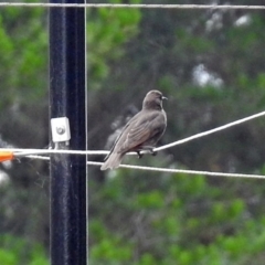 Sturnus vulgaris at Molonglo Valley, ACT - 21 Dec 2017 10:19 AM