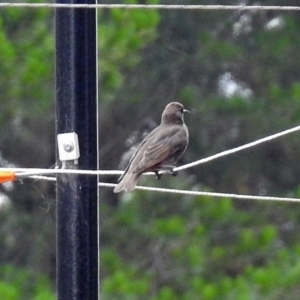 Sturnus vulgaris at Molonglo Valley, ACT - 21 Dec 2017 10:19 AM