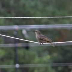 Sturnus vulgaris at Molonglo Valley, ACT - 21 Dec 2017 10:19 AM