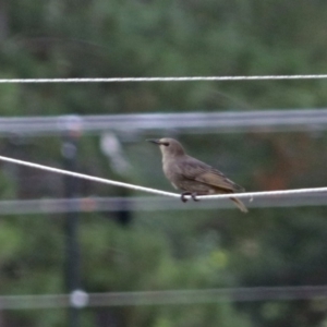 Sturnus vulgaris at Molonglo Valley, ACT - 21 Dec 2017 10:19 AM