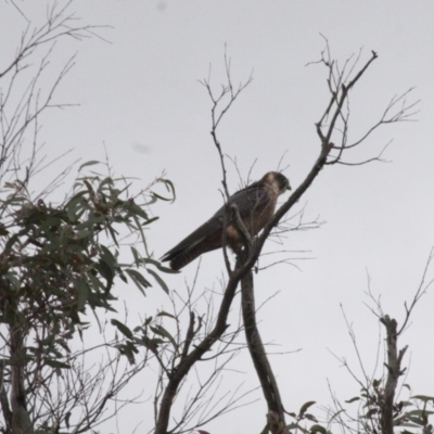 Falco longipennis (Australian Hobby) at Michelago, NSW - 24 Oct 2010 by Illilanga