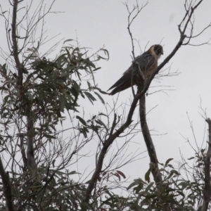 Falco longipennis at Michelago, NSW - 24 Oct 2010