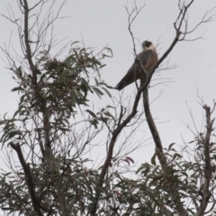 Falco longipennis at Michelago, NSW - 24 Oct 2010