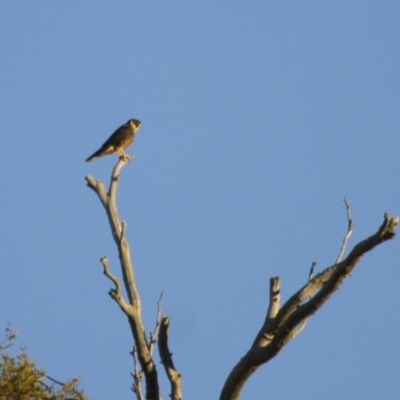 Falco longipennis (Australian Hobby) at Michelago, NSW - 1 Apr 2013 by Illilanga