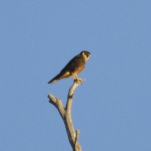 Falco longipennis at Michelago, NSW - 1 Apr 2013 05:23 PM