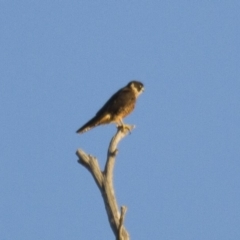 Falco longipennis at Michelago, NSW - 1 Apr 2013