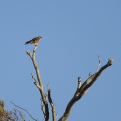 Falco longipennis at Michelago, NSW - 1 Apr 2013 05:23 PM