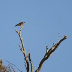 Falco longipennis at Michelago, NSW - 1 Apr 2013