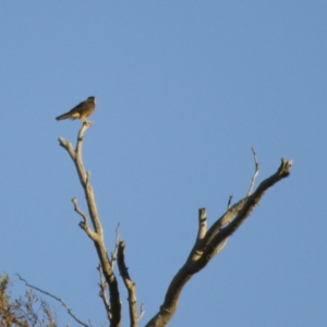 Falco longipennis at Michelago, NSW - 1 Apr 2013 05:23 PM