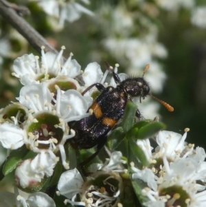 Eleale pulchra at Googong, NSW - 22 Dec 2017