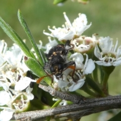 Eleale pulchra at Googong, NSW - 22 Dec 2017 09:38 AM