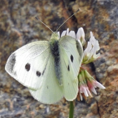 Pieris rapae (Cabbage White) at Molonglo Valley, ACT - 21 Dec 2017 by RodDeb