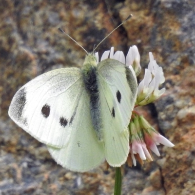 Pieris rapae (Cabbage White) at Molonglo Valley, ACT - 20 Dec 2017 by RodDeb