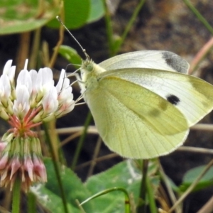 Pieris rapae at Molonglo Valley, ACT - 21 Dec 2017 10:18 AM