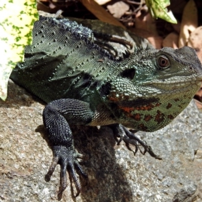 Intellagama lesueurii howittii (Gippsland Water Dragon) at National Zoo and Aquarium - 21 Dec 2017 by RodDeb