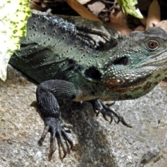 Intellagama lesueurii howittii at Molonglo Valley, ACT - 21 Dec 2017