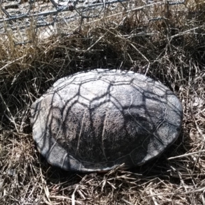 Chelodina longicollis at Gungahlin, ACT - 7 Dec 2017