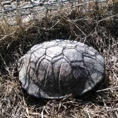 Chelodina longicollis (Eastern Long-necked Turtle) at Gungahlin, ACT - 7 Dec 2017 by cf17