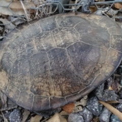 Chelodina longicollis (Eastern Long-necked Turtle) at Mulligans Flat - 7 Dec 2017 by cf17