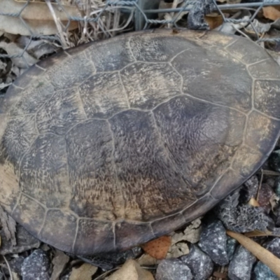 Chelodina longicollis (Eastern Long-necked Turtle) at Gungahlin, ACT - 7 Dec 2017 by cf17