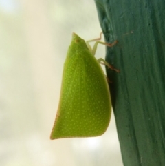 Siphanta acuta (Green planthopper, Torpedo bug) at Flynn, ACT - 22 Dec 2017 by Christine