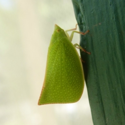 Siphanta acuta (Green planthopper, Torpedo bug) at Flynn, ACT - 21 Dec 2017 by Christine