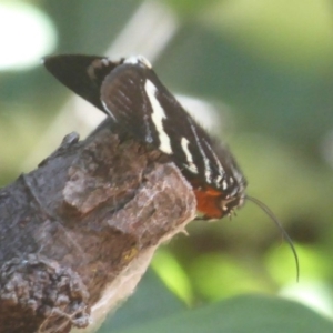 Phalaenoides glycinae at Flynn, ACT - 22 Dec 2017