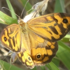 Heteronympha merope (Common Brown Butterfly) at Woodstock Nature Reserve - 22 Dec 2017 by Christine