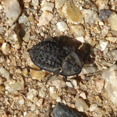 Helea ovata (Pie-dish beetle) at Belconnen, ACT - 22 Dec 2017 by Christine