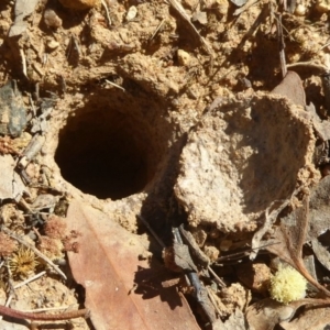 Lycosidae (family) at Belconnen, ACT - 23 Dec 2017