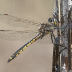 Hemicordulia tau (Tau Emerald) at Belconnen, ACT - 23 Dec 2017 by Christine