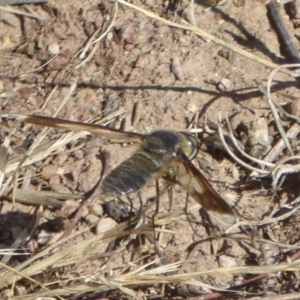 Comptosia sp. (genus) at Belconnen, ACT - 23 Dec 2017