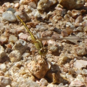 Diplacodes bipunctata at Belconnen, ACT - 23 Dec 2017