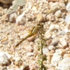 Diplacodes bipunctata at Belconnen, ACT - 23 Dec 2017