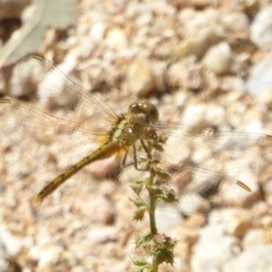 Diplacodes bipunctata at Belconnen, ACT - 23 Dec 2017