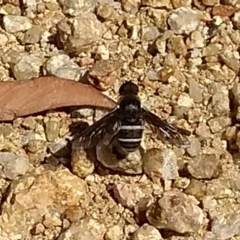 Villa sp. (genus) (Unidentified Villa bee fly) at Belconnen, ACT - 22 Dec 2017 by Christine