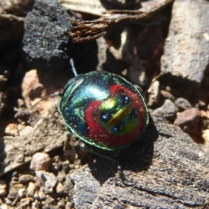 Choerocoris paganus at Belconnen, ACT - 23 Dec 2017