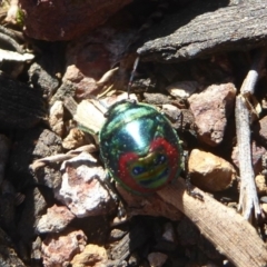 Choerocoris paganus at Belconnen, ACT - 23 Dec 2017 12:00 AM